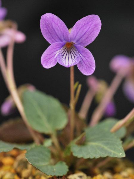 [26年1月中下旬予約]スミレ：ウンゼンスミレ2.5号ポット