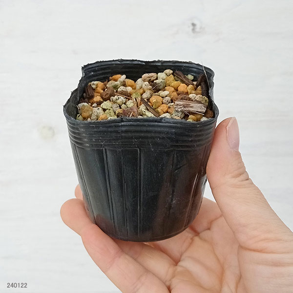 [26年1月中下旬予約]スミレ：ウンゼンスミレ2.5号ポット