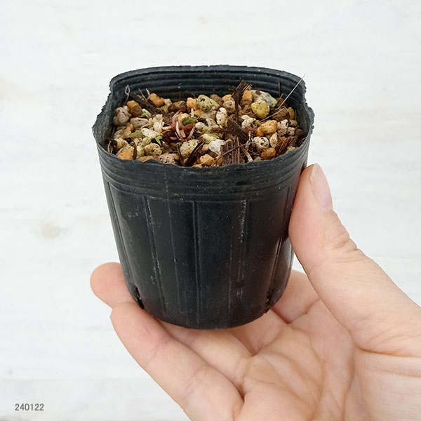 [26年1月中下旬予約]スミレ：ヤクシマリュウキュウスミレ2.5号ポット