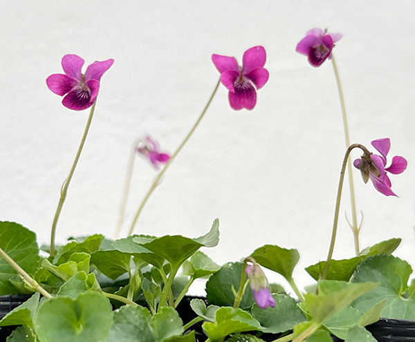 スミレ：ハツネスミレ2.5号ポット