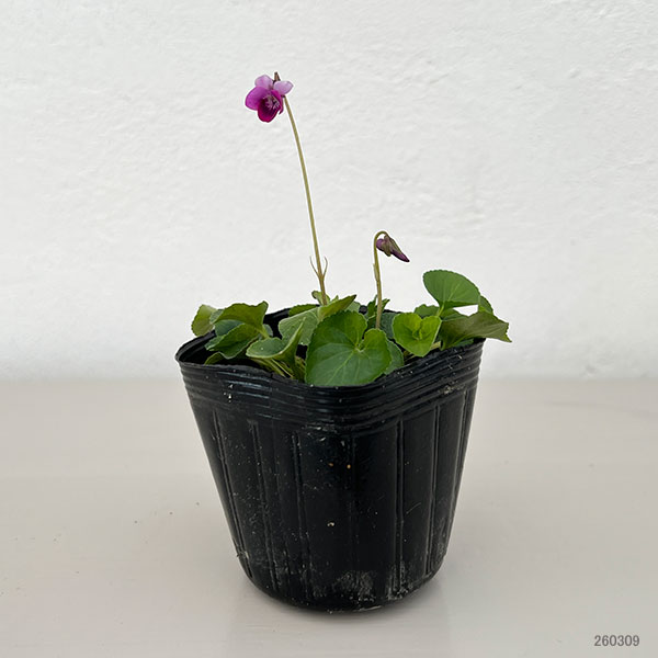 スミレ：ハツネスミレ2.5号ポット