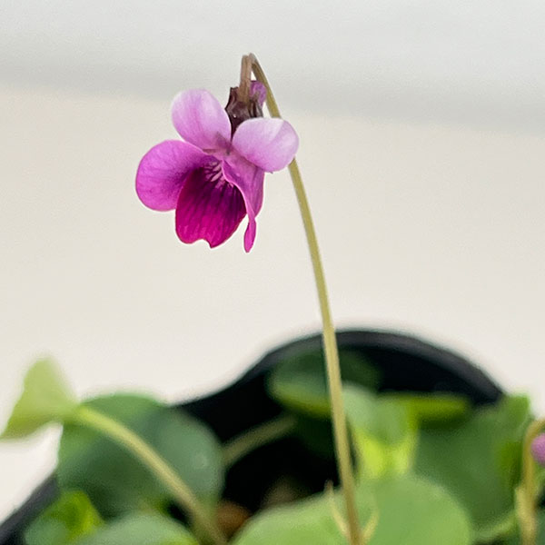 スミレ：ハツネスミレ2.5号ポット