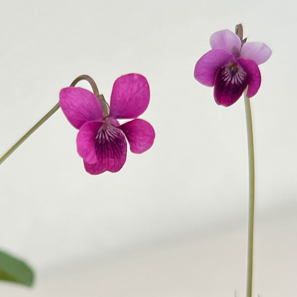 スミレ：ハツネスミレ2.5号ポット