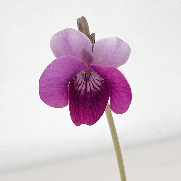 スミレ：ハツネスミレ2.5号ポット