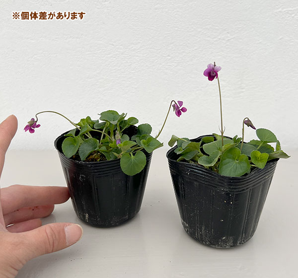 スミレ：ハツネスミレ2.5号ポット