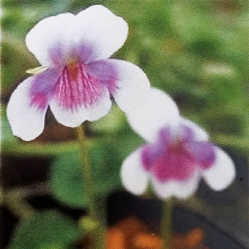 [26年1月中下旬予約]スミレ：バンクシィ（ツタスミレ）2.5号ポット