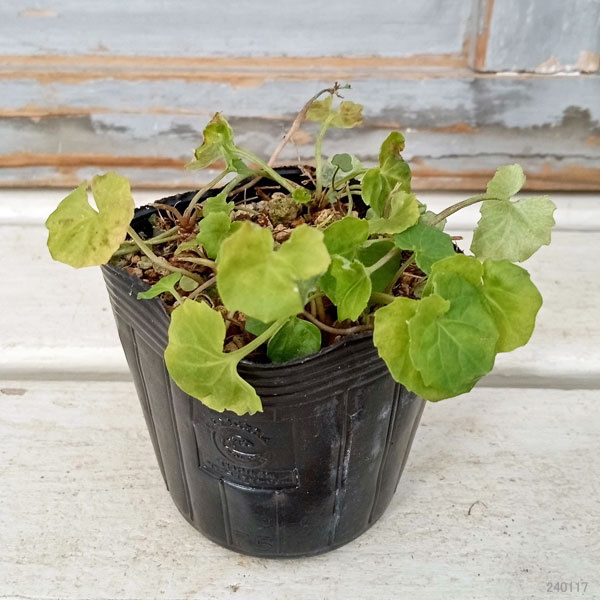 [26年1月中下旬予約]スミレ：バンクシィ（ツタスミレ）2.5号ポット