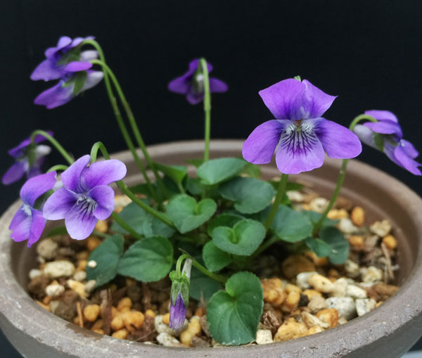 スミレ:レイチェンバッキアナ2.5号ポット