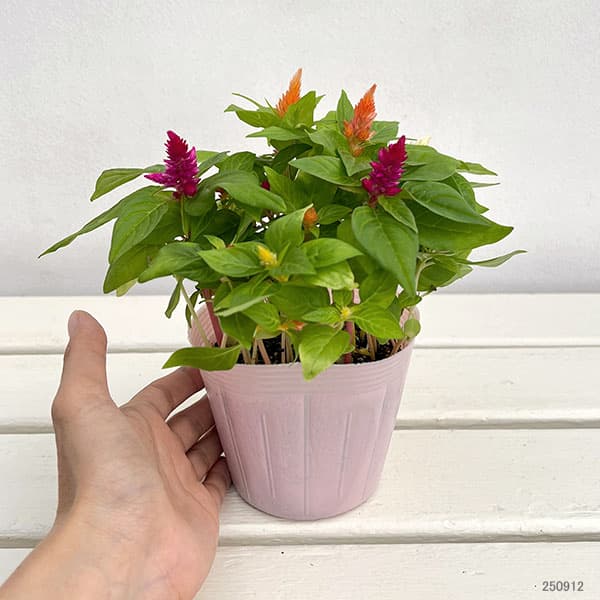 [26年4月下旬予約]ケイトウ：カシミアデコレーション　ミックス植え3.5号ポット