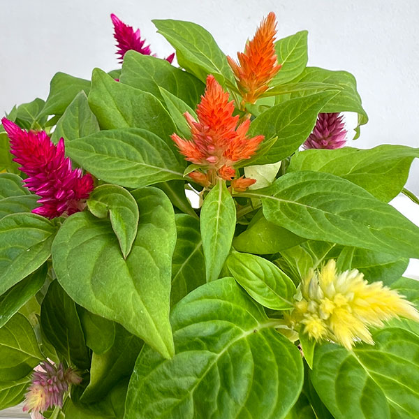 [26年4月下旬予約]ケイトウ：カシミアデコレーション　ミックス植え3.5号ポット