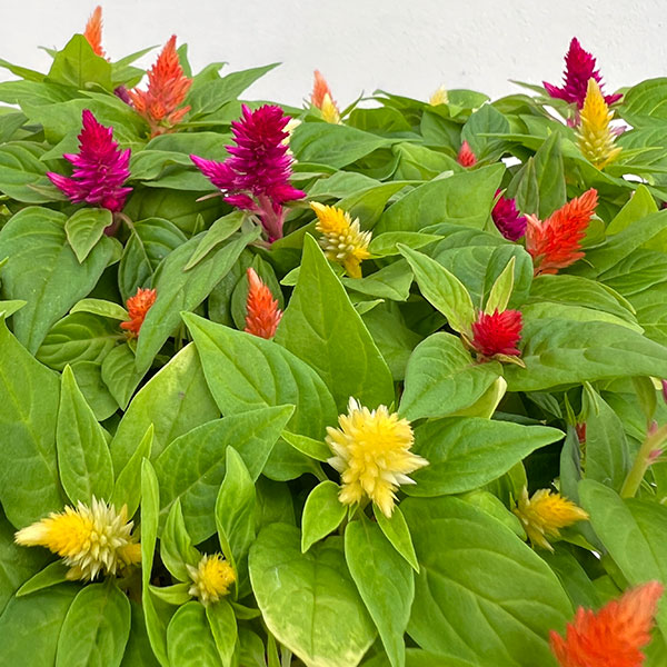 [26年4月下旬予約]ケイトウ：カシミアデコレーション　ミックス植え3.5号ポット