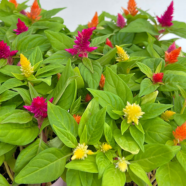 [26年4月下旬予約]ケイトウ：カシミアデコレーション　ミックス植え3.5号ポット