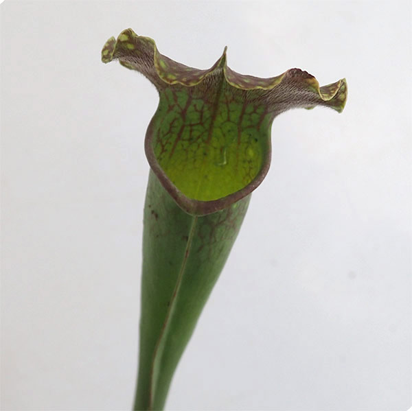 サラセニア：ベルベット2号ポット