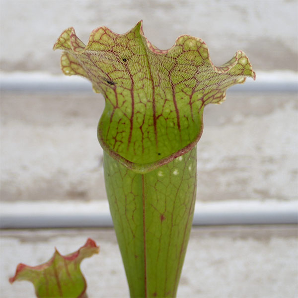 サラセニア：ベルベット2号ポット