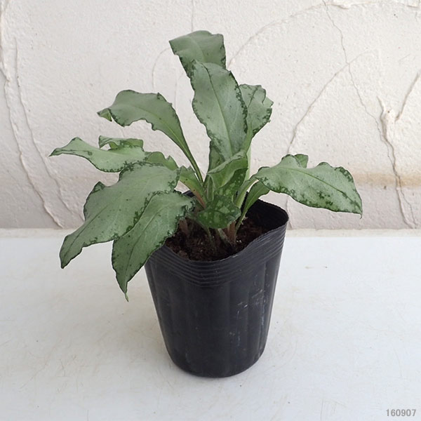 園芸ネット本店｜プルモナリア：シルベラード3.5号ポット の通販【公式】