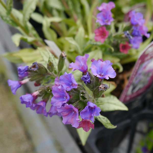 園芸ネット本店｜プルモナリア：シルベラード3.5号ポット の通販【公式】