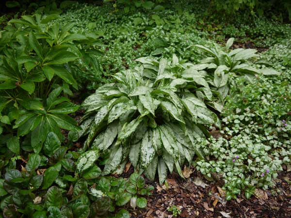 園芸ネット本店｜プルモナリア：シルベラード3.5号ポット の通販【公式】