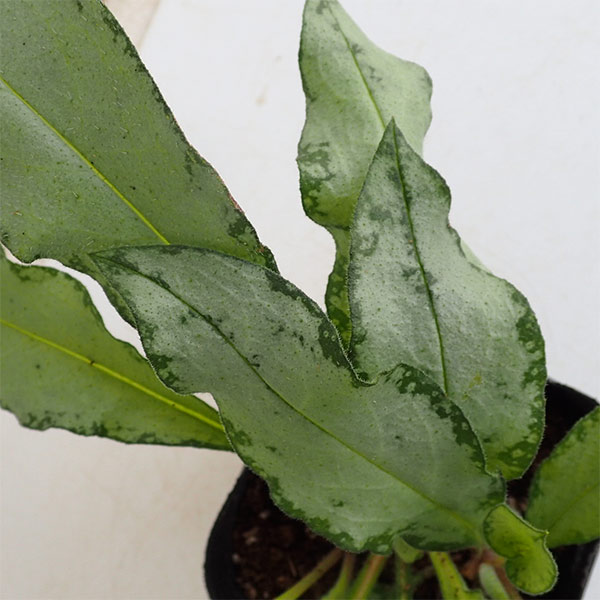 園芸ネット本店｜プルモナリア：シルベラード3.5号ポット の通販【公式】