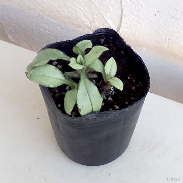 園芸ネット本店｜プルモナリア：シルベラード3.5号ポット の通販【公式】