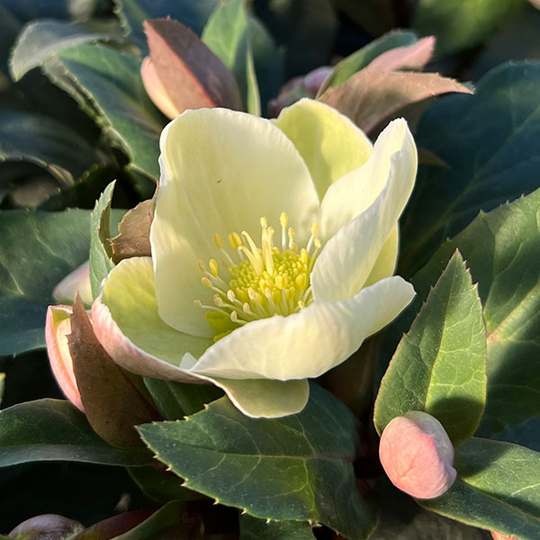 クリスマスローズ（原種交配）：*HGCマーロン4.5号ポット