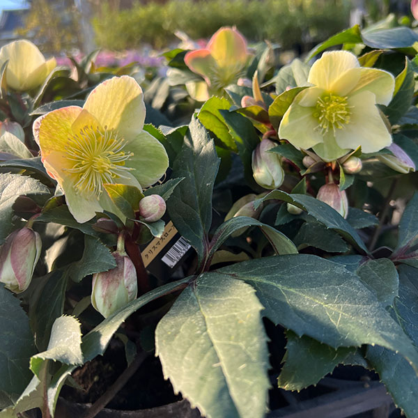 クリスマスローズ（原種交配）：*HGCマーロン4.5号ポット