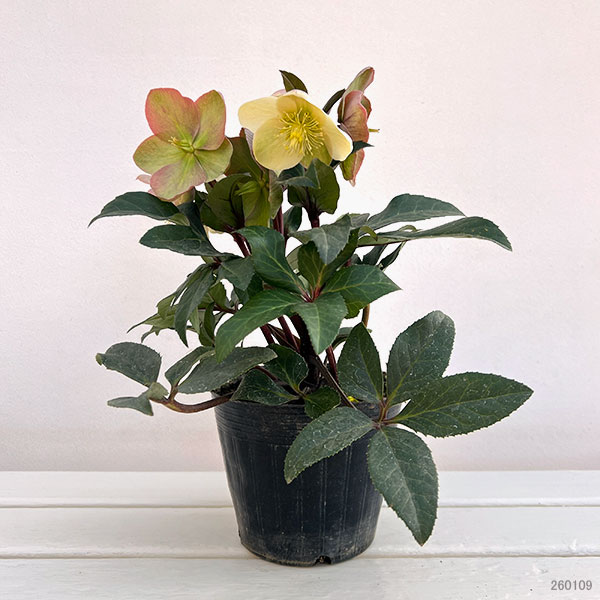 クリスマスローズ（原種交配）：*HGCマーロン4.5号ポット