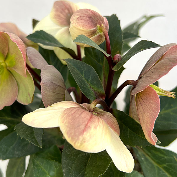 クリスマスローズ（原種交配）：*HGCマーロン4.5号ポット