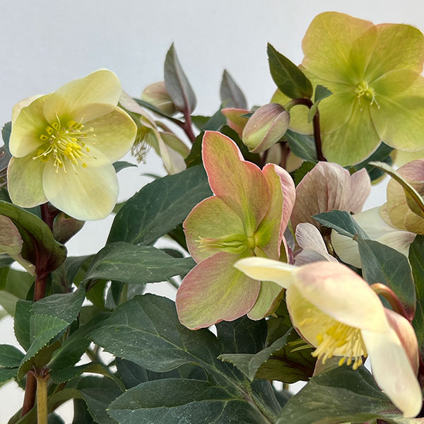 クリスマスローズ（原種交配）：*HGCマーロン4.5号ポット