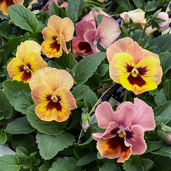 [送料無料]パンジー：わらく　アプリコットティ3～3.5号ポット 24株セット