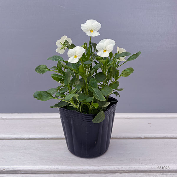 ビオラ：ももか　みるくももか3-3.5号ポット 2株セット