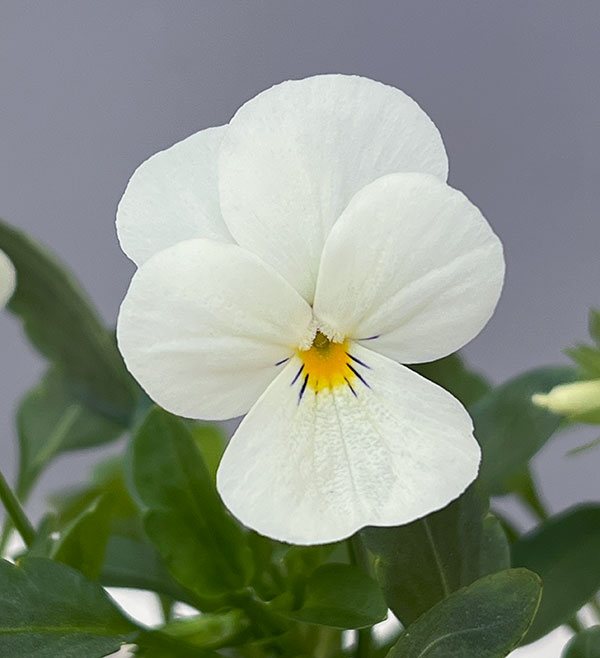 ビオラ：ももか　みるくももか3-3.5号ポット 2株セット