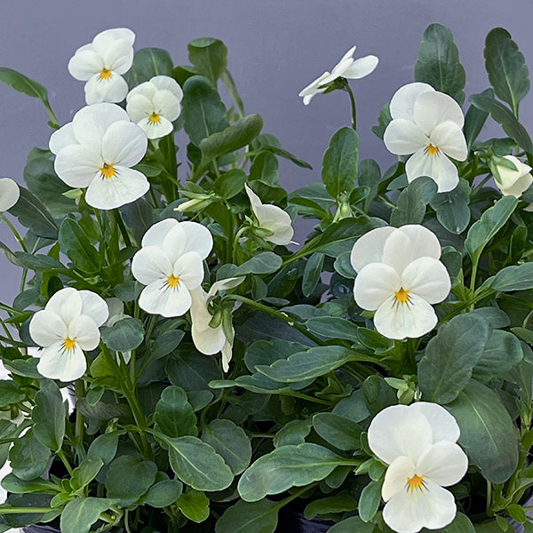 ビオラ：ももか　みるくももか3-3.5号ポット 2株セット