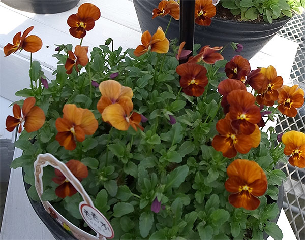 ビオラ♡ゆうやけ♡アンティークカラー♡3.5号♡3個セット♡ポット