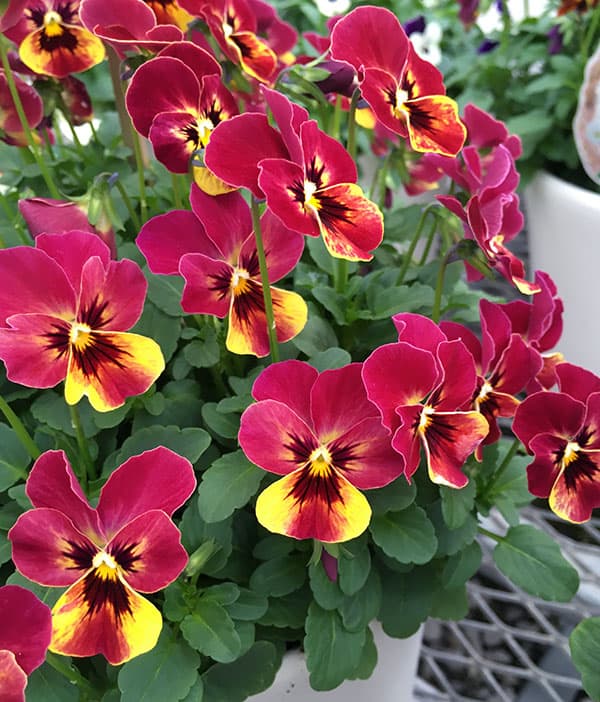 園芸ネット本店｜[送料無料]ビオラ：ももか るびーももか3～3.5号