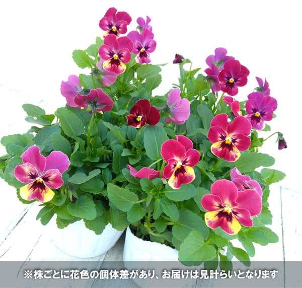 園芸ネット本店｜[送料無料]ビオラ：ももか るびーももか3～3.5号