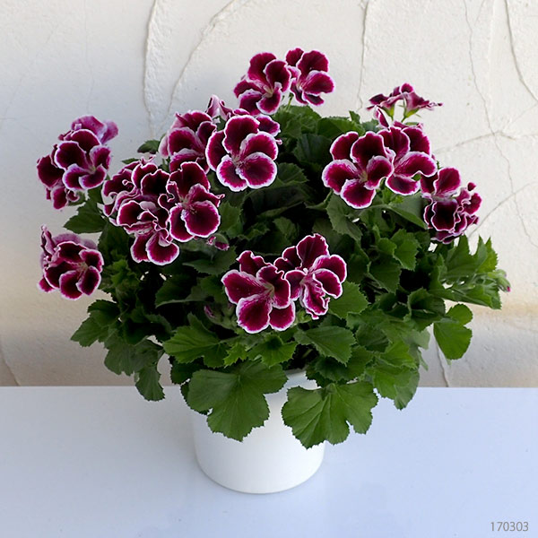 [26年3月中下旬予約]ペラルゴニウム：アリスト　ブラックビューティー5号ポット