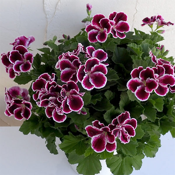 [26年3月中下旬予約]ペラルゴニウム：アリスト　ブラックビューティー5号ポット