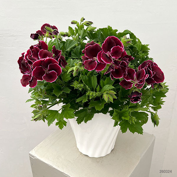 ペラルゴニウム：アリスト　ブラックビューティー5号ポット