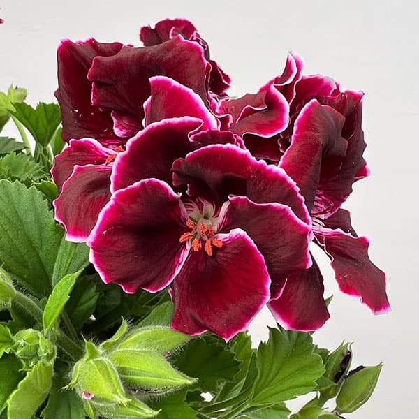 ペラルゴニウム：アリスト　ブラックビューティー5号ポット