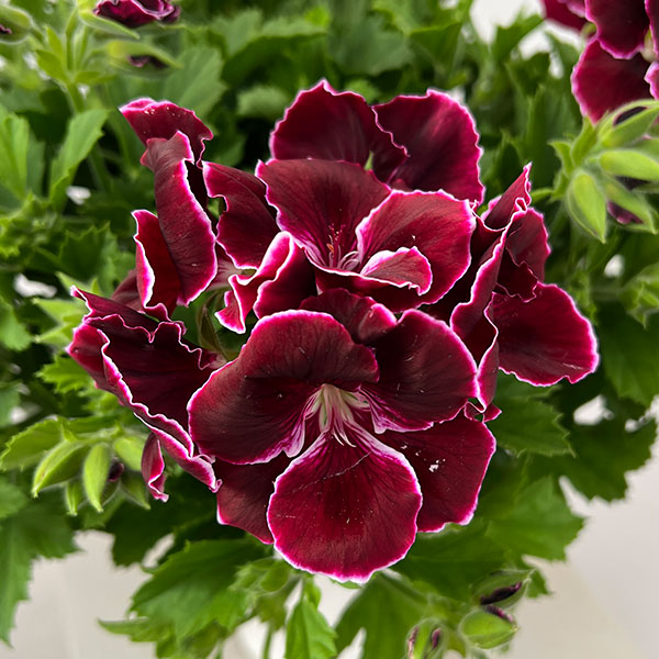 ペラルゴニウム：アリスト　ブラックビューティー5号ポット