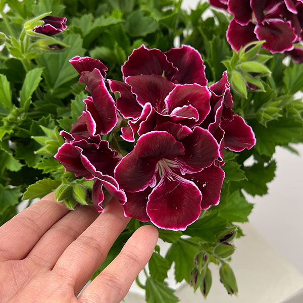 ペラルゴニウム：アリスト　ブラックビューティー5号ポット