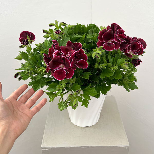 ペラルゴニウム：アリスト　ブラックビューティー5号ポット