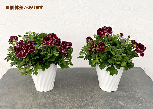 ペラルゴニウム：アリスト　ブラックビューティー5号ポット
