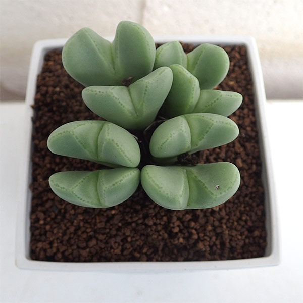 コノフィツム:藤波の花3号鉢植え