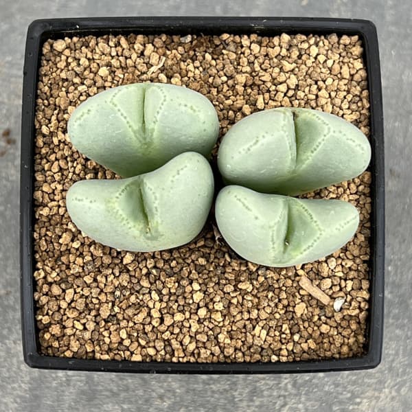 コノフィツム:藤波の花3号鉢植え