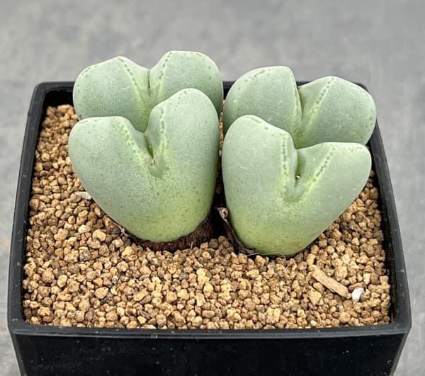 コノフィツム:藤波の花3号鉢植え