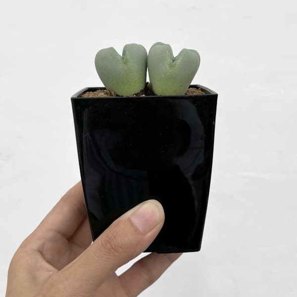 コノフィツム:藤波の花3号鉢植え