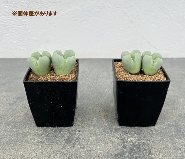 コノフィツム:藤波の花3号鉢植え