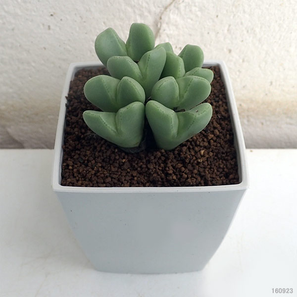 コノフィツム:藤波の花3号鉢植え