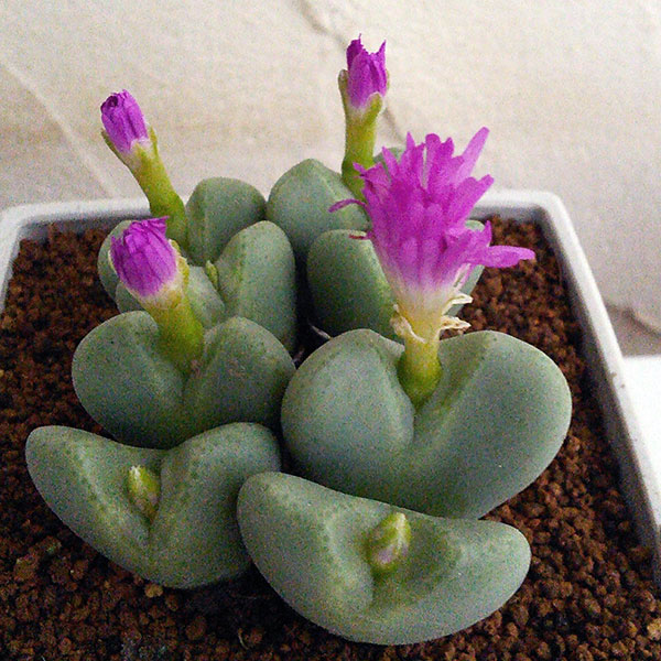 コノフィツム:藤波の花3号鉢植え